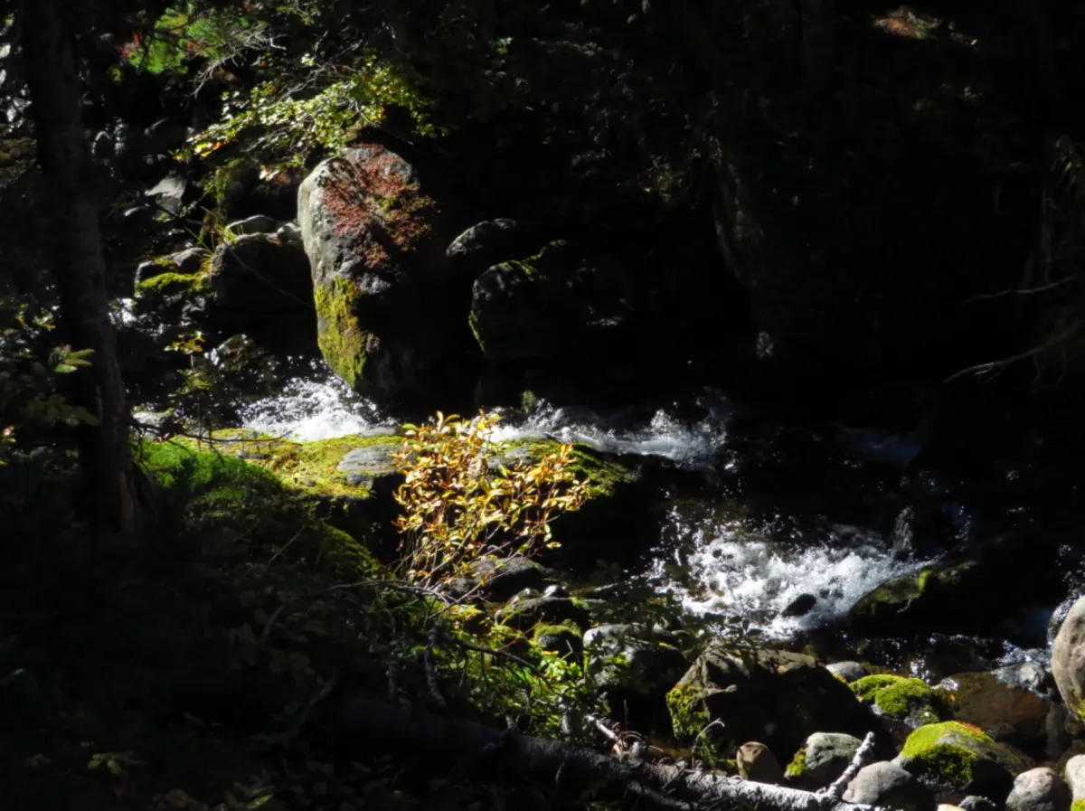 Creek running over mossy rocks in a dark forest