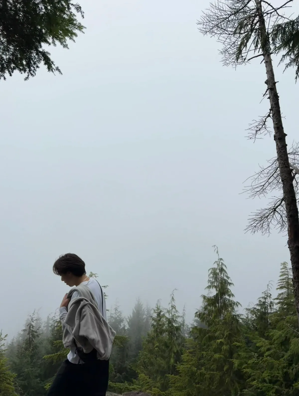 Walking through fog among tall trees