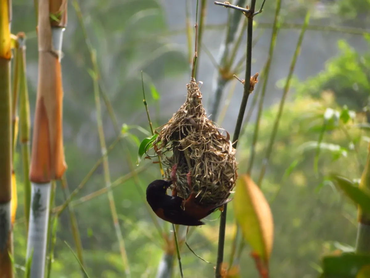 Woven bird’s nest hanging in bamboo